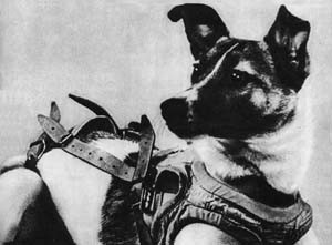 Laika  Soviet dog