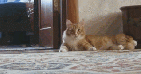 cat walks out