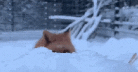 fox jumps